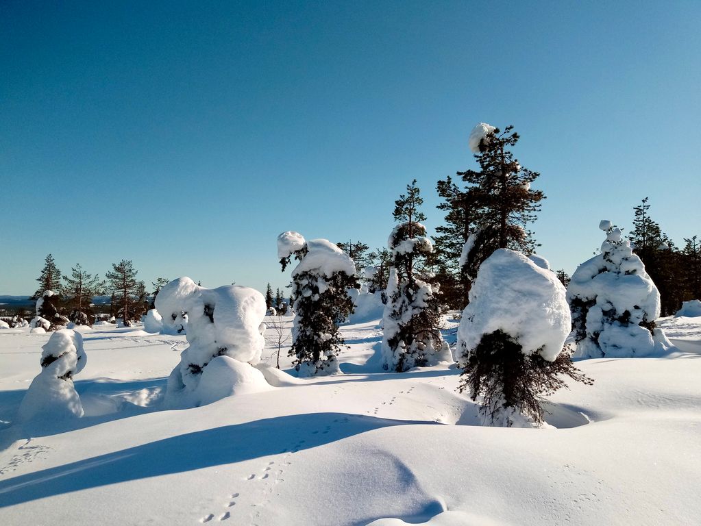 Sneeuwschoenwandelen in de Finse natuur